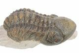Bargain, Reedops Trilobite - Atchana, Morocco #340904-3